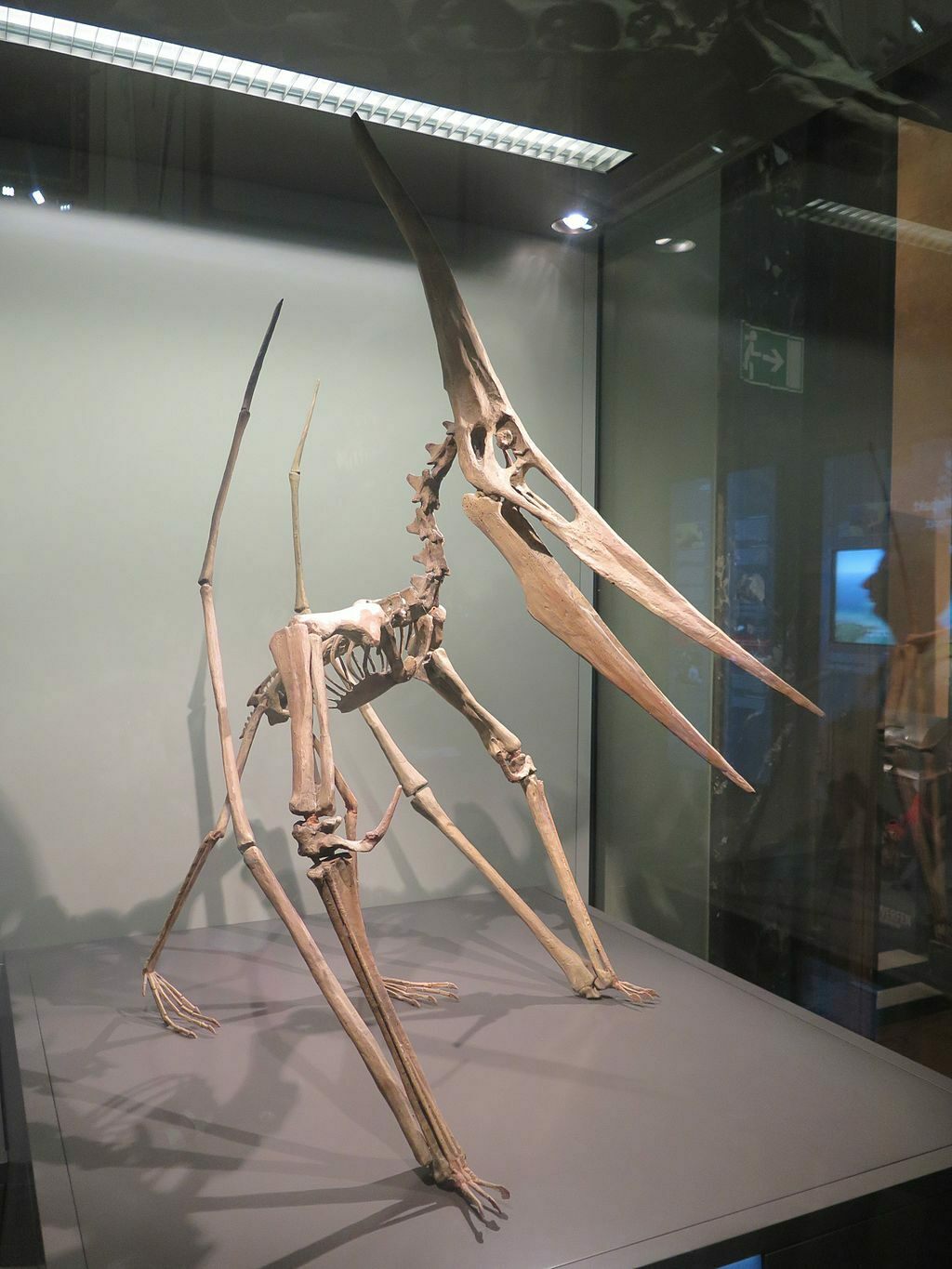 Quetzalcoatlus Fossil Quetzalcoatlus Fossil