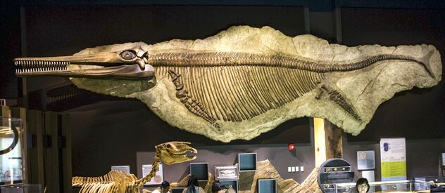 Nevada Unearths an Ancient Surprise: Ichthyosaur Fossil Commemorates a Brewery Pioneer!