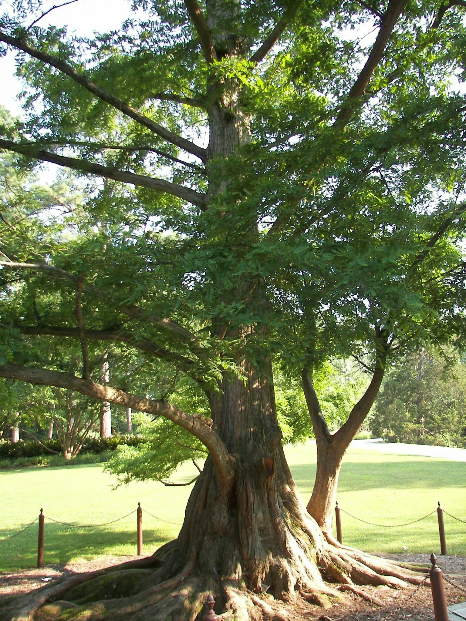 metasequoia tree