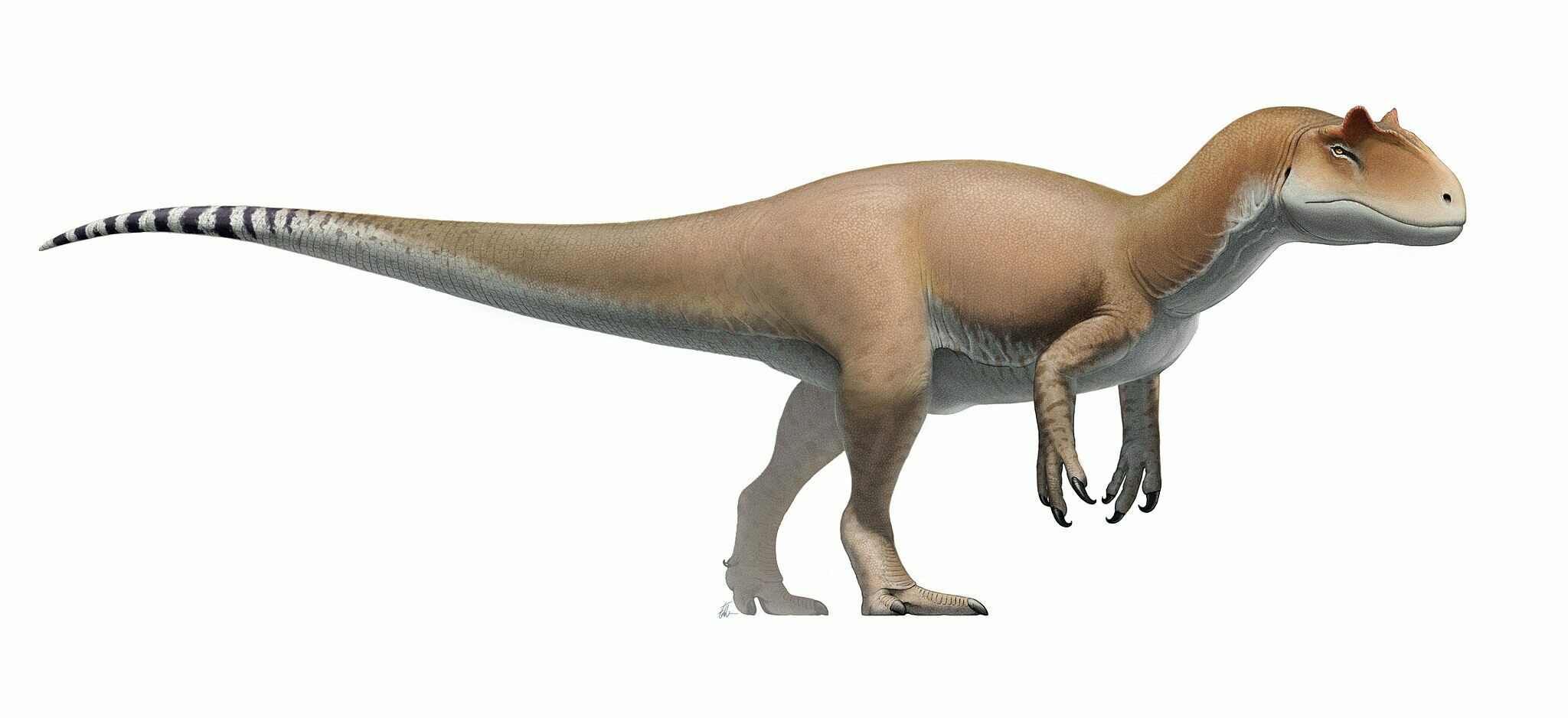 Utah State Fossil - Allosaurus - FossilEra.com