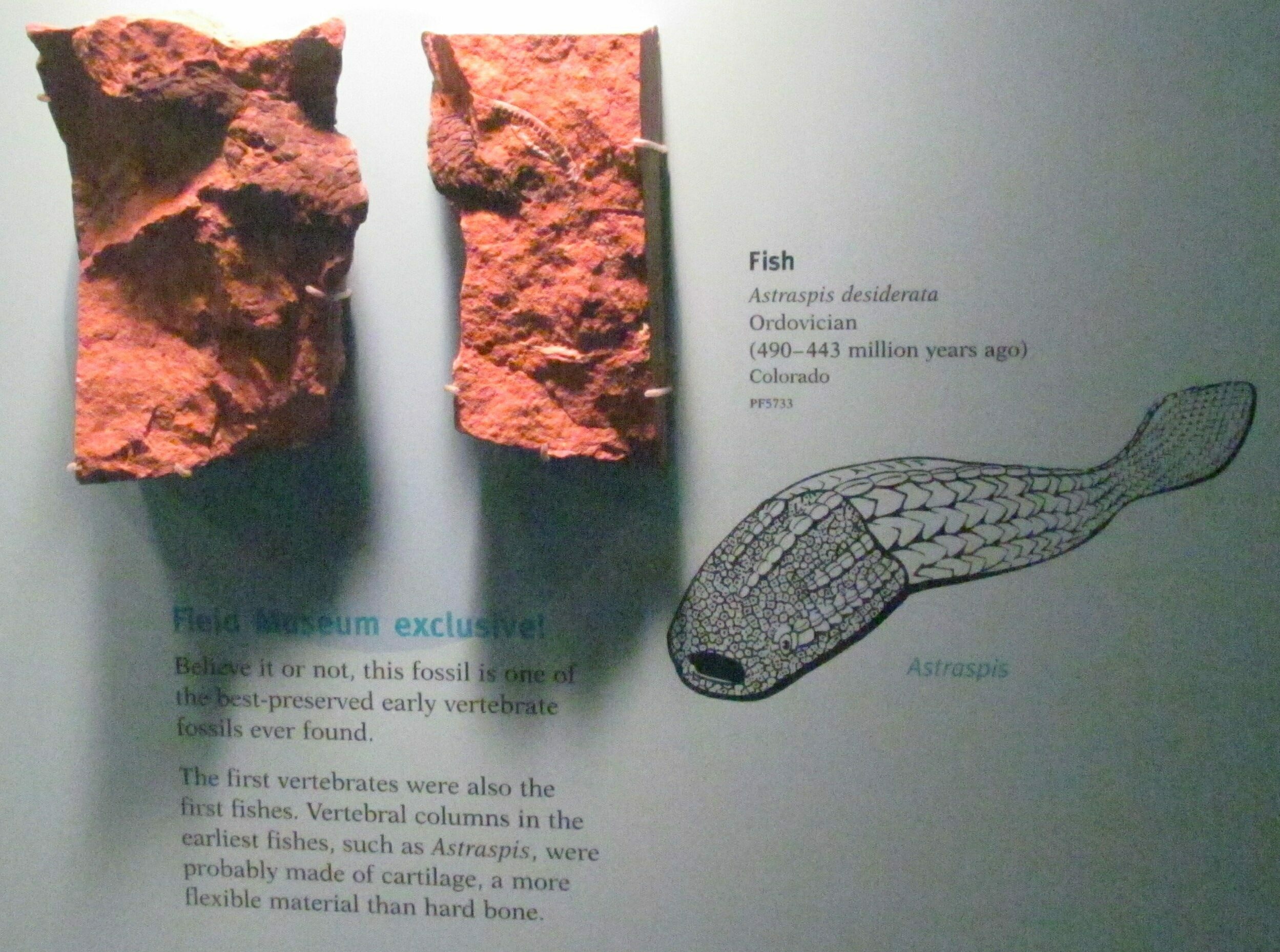 The Evolution Of Fish FossilEra