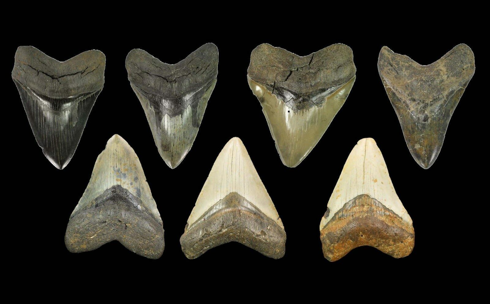 shark teeth fossils