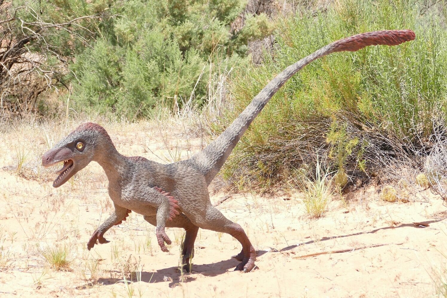 What Is A Raptor Dinosaur Fossilera Com