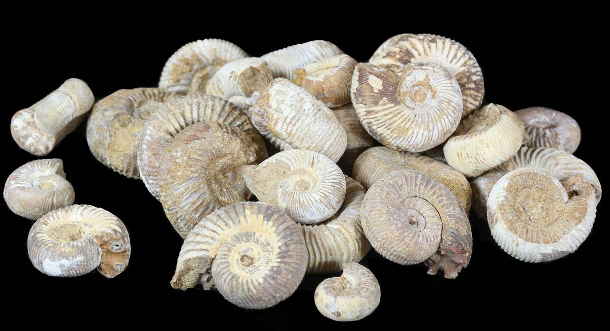 Bulk Small Perisphinctes Ammonites Fossils Single Specimen For Sale
