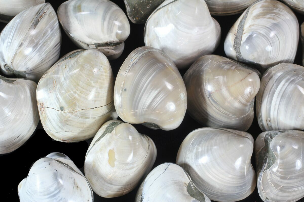 Bulk Polished Cretaceous Fossil Clams 25 pack For Sale