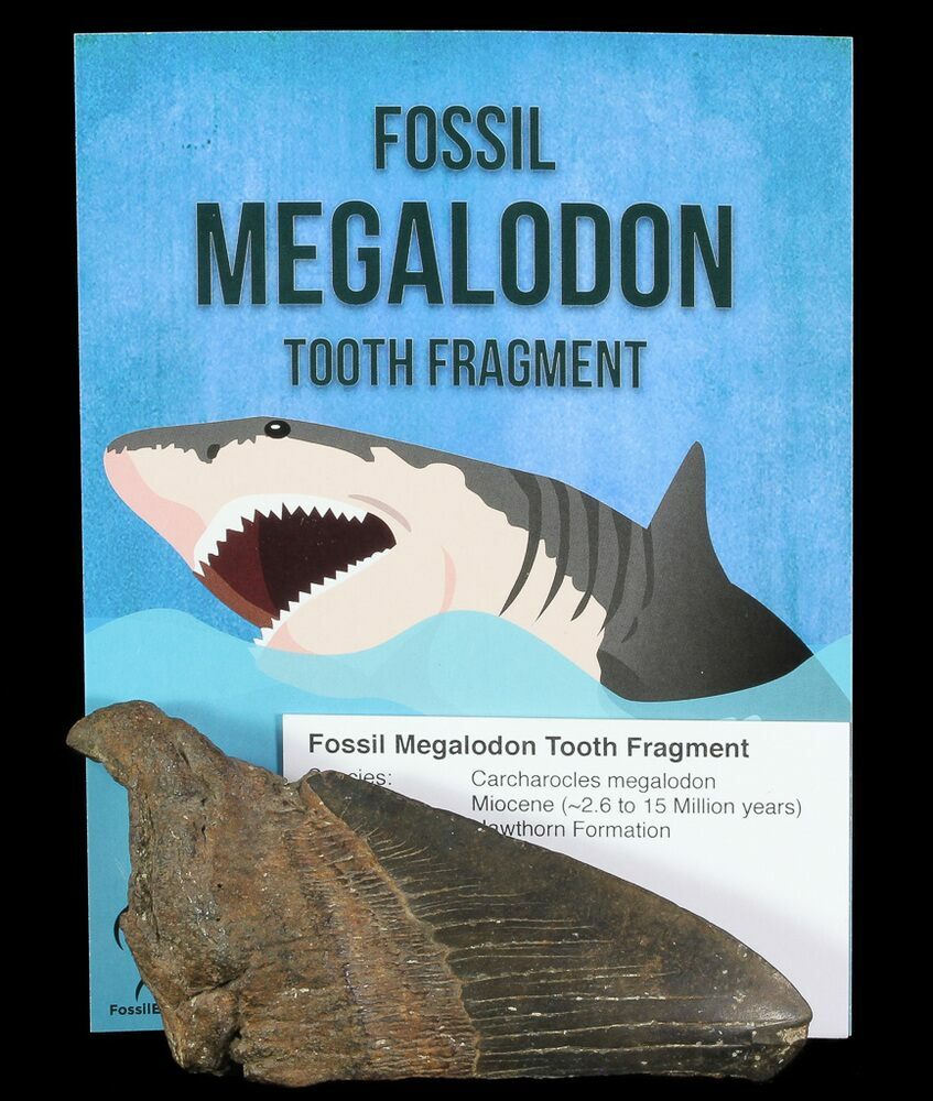 Fossilized Megalodon Teeth3 to 6 Inches Tall