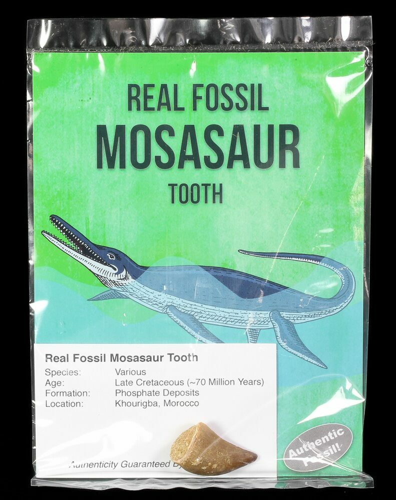 1-1 1/2 Inch Dinosaur Age Teeth 4o M Mosasaur Tooth Fossil w/ COA 