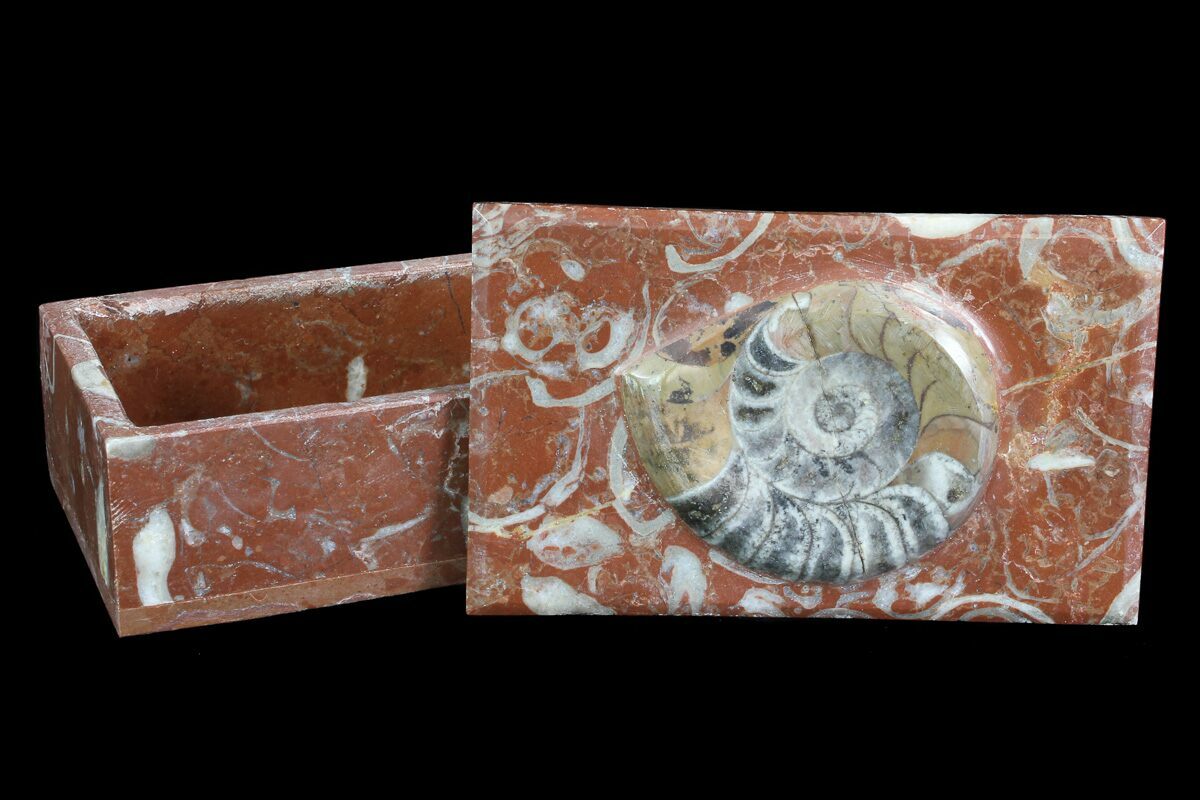 5" Fossil Goniatite Jewelry Boxes For Sale