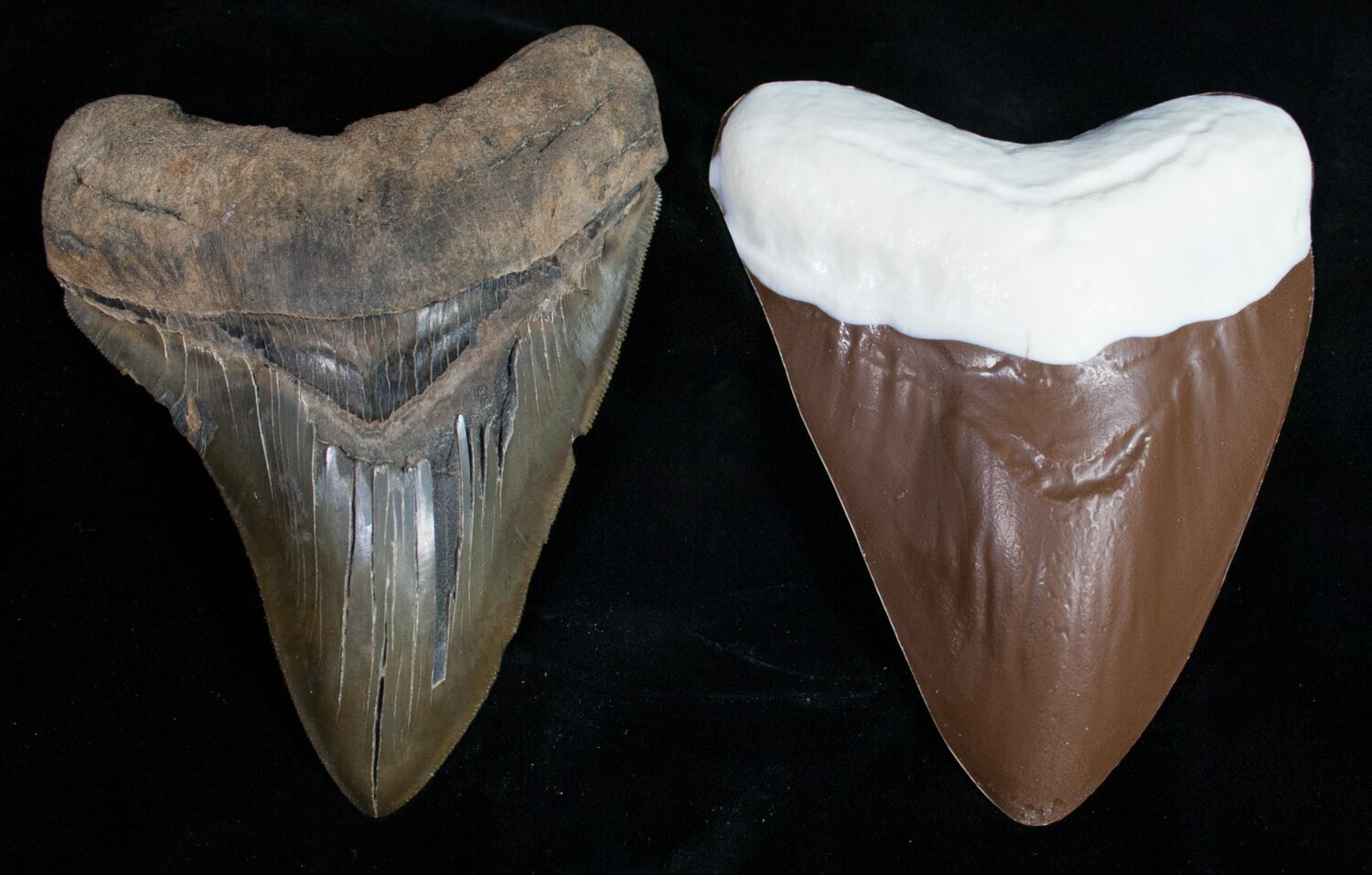 Milk Chocolate Megalodon Shark Tooth For Sale - FossilEra.com
