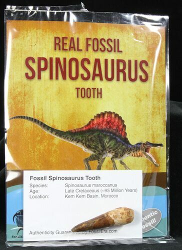 Large Spinosaurus Dinosaur Tooth✔ Real Fossil FREE Display Box✔ Pick Your Own✔B1 