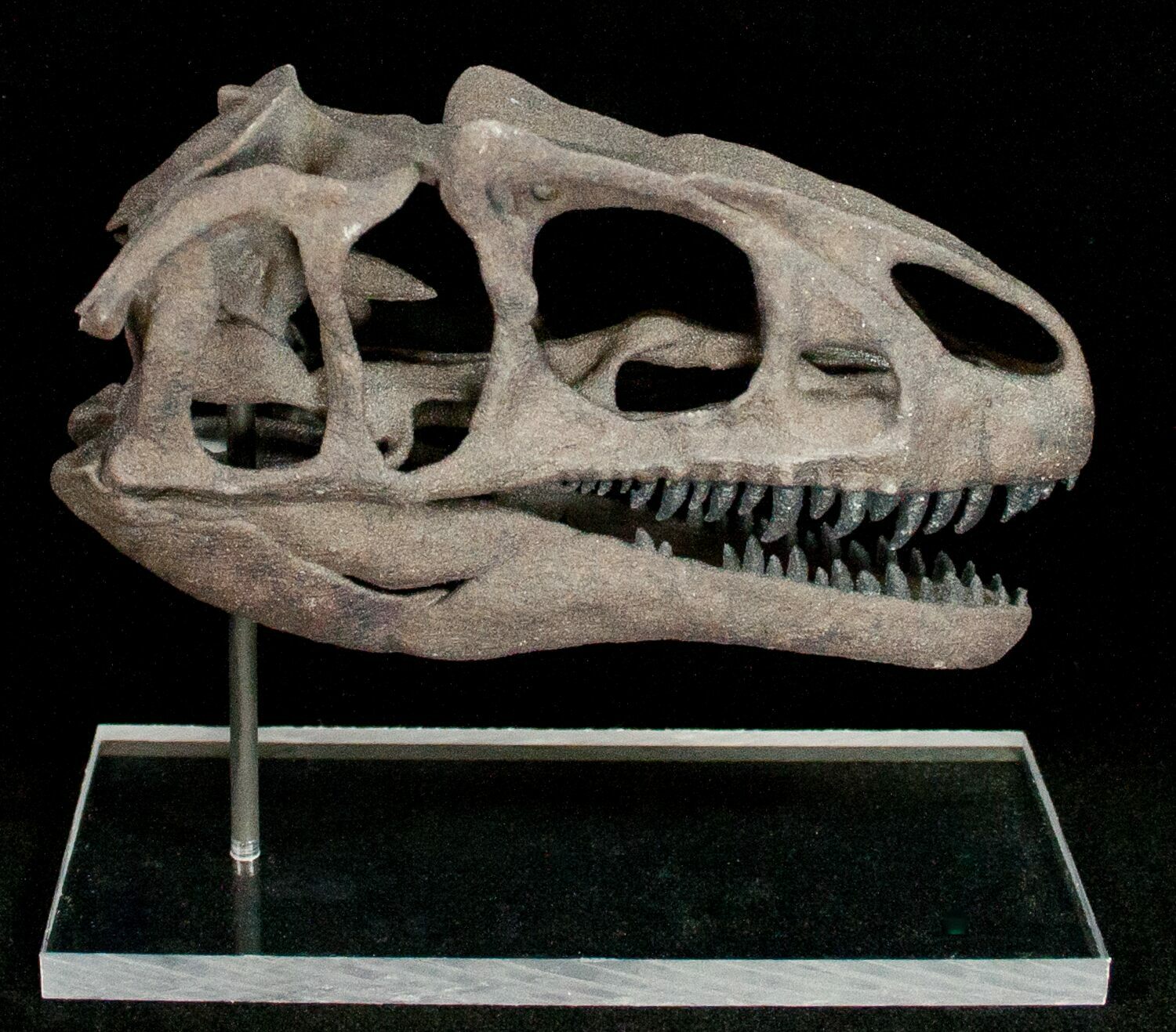 Miniature 3D Printed Allosaurus Skull Replica For Sale FossilEra
