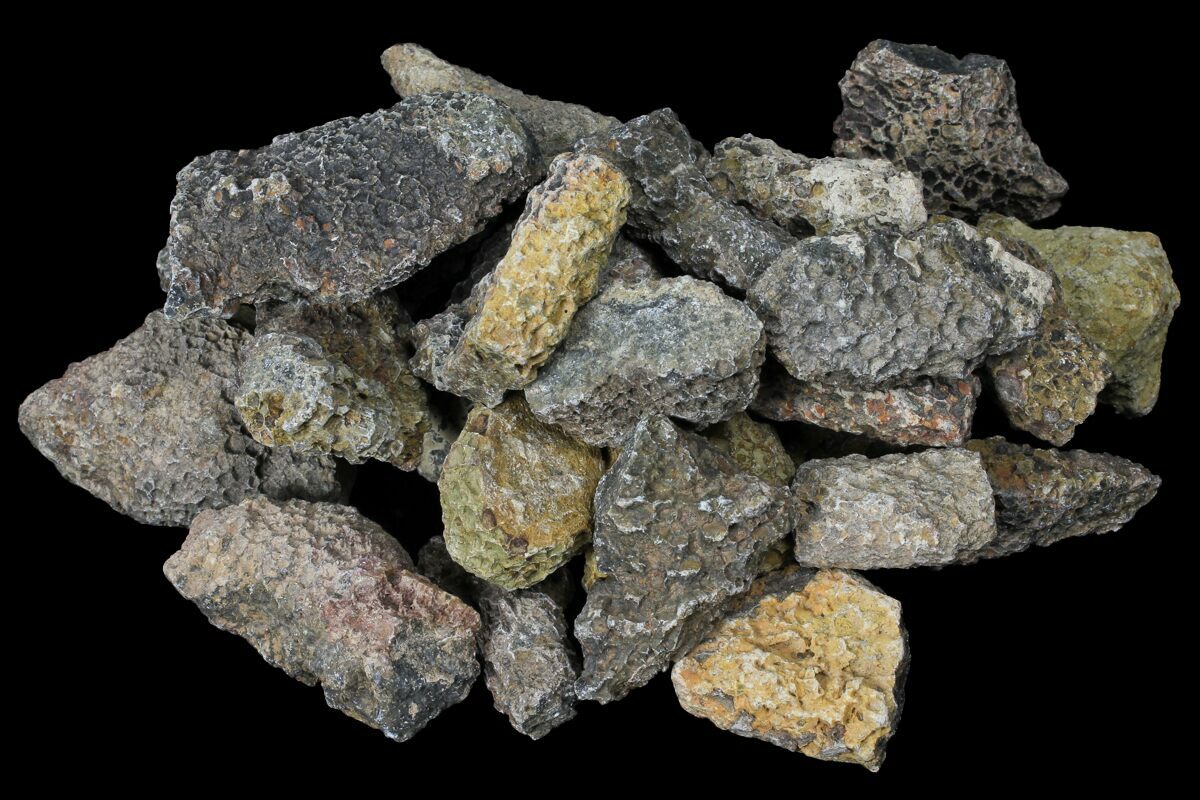 Bulk Devonian Fossil Tabulate Coral 25 Pieces For Sale