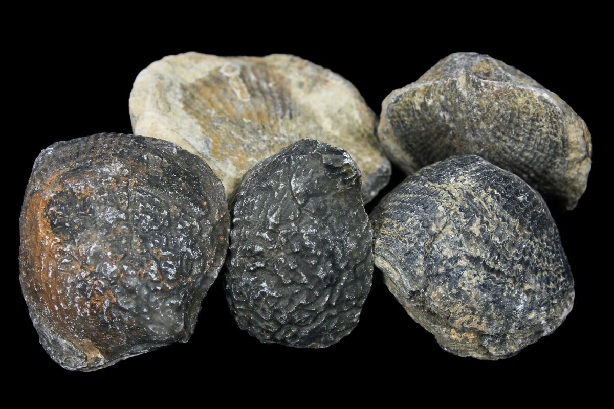 Bulk Fossil Brachiopod 5 Pack For Sale