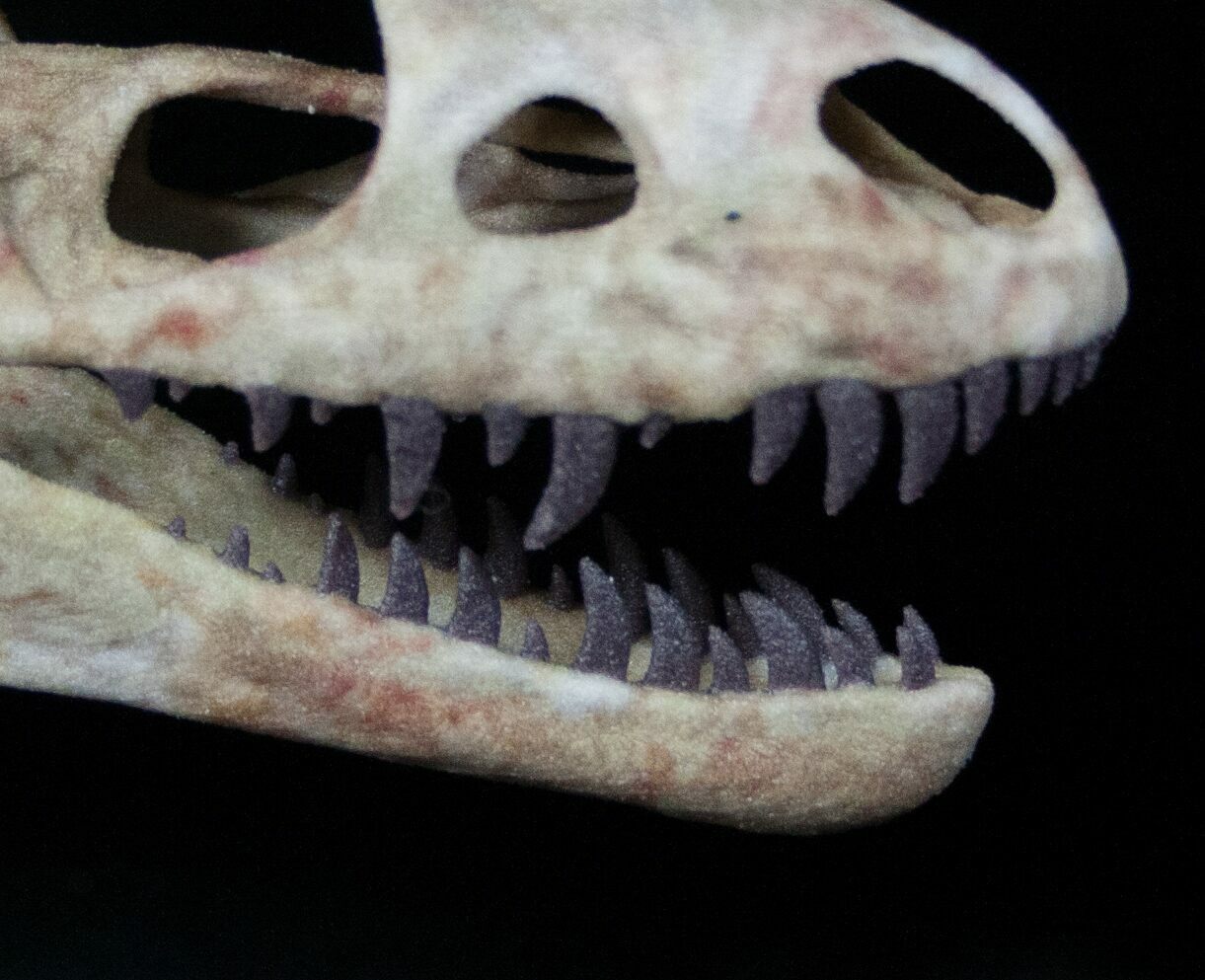 Miniature 3D Printed Raptorex (Tyrannosaur) Skull Replica For Sale ...