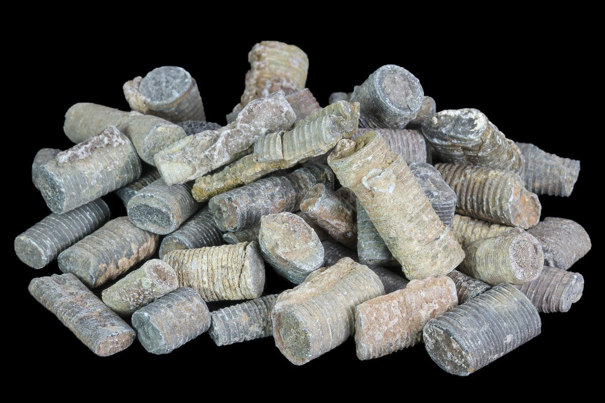 Bulk Devonian Crinoid Stems 3oz (50 pieces) For Sale