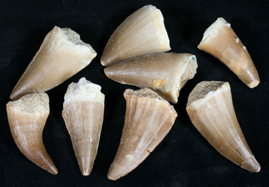 Small Fossil Mosasaur Teeth (3/4