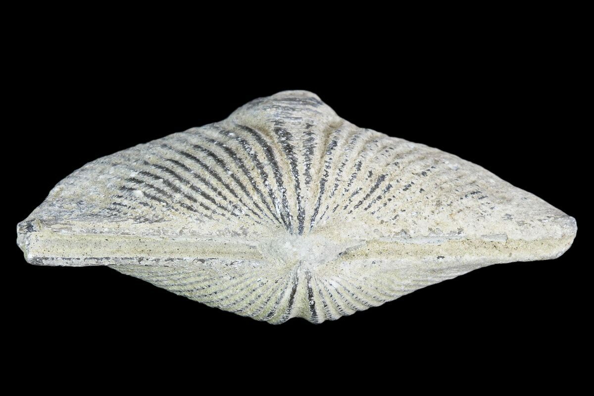 Devonian Fossil Brachiopod (Mucrospirifier) 1 Piece For Sale
