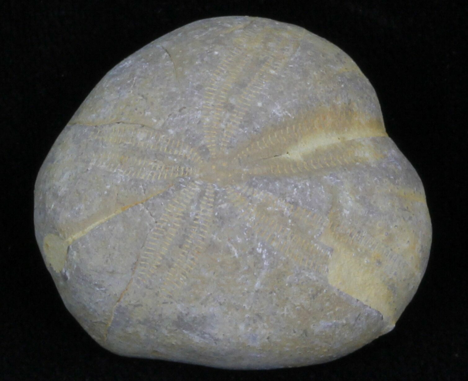 Small Fossil Echinoderms (Micraster) Morocco For Sale