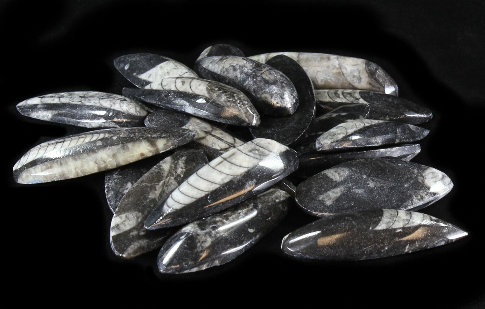 Bulk Polished Orthoceras (Cephalopod) Fossils - 10 Pack For Sale