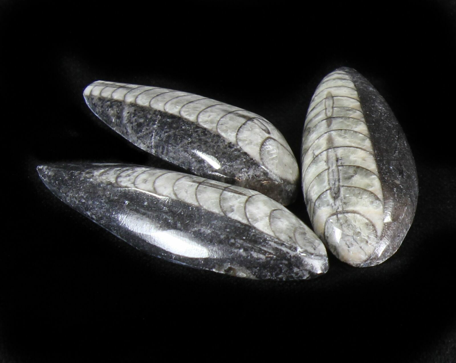 Bulk Polished Orthoceras (Cephalopod) Fossils 5 Pack For Sale
