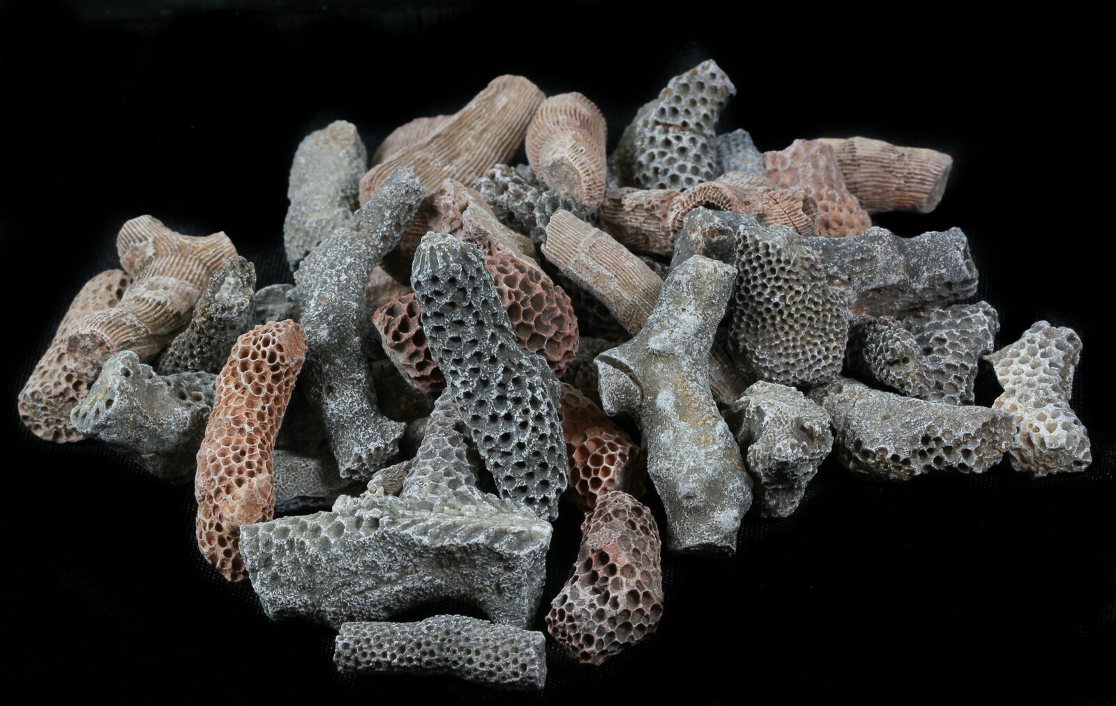 Bulk Fossil Tabulate Coral (Thamnopora) 5 Pack For Sale