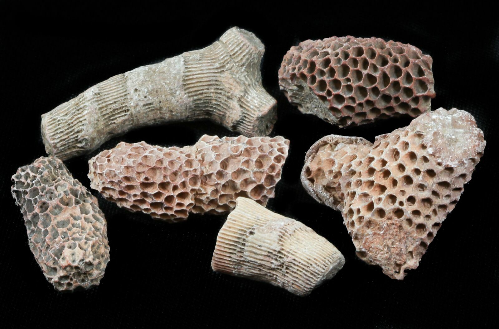 Bulk Fossil Tabulate Coral (Thamnopora) 10 Pack For Sale