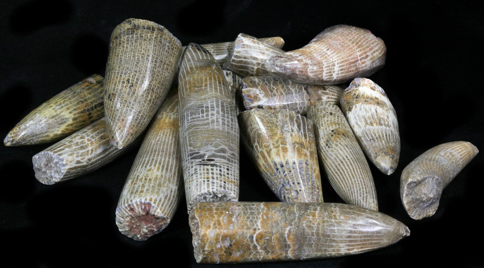 Bulk Polished Fossil Horn Coral 25 Pack For Sale