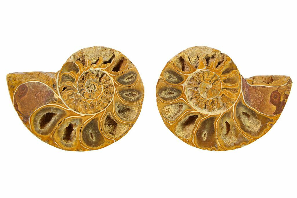 15.43.5 High Grade Two-Sided Polished Ammonite Fossil