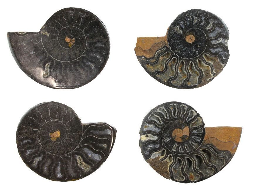 Amazing Iridescent Ammonite Ammolite Fossil Rare Rough Specimen Fossil 