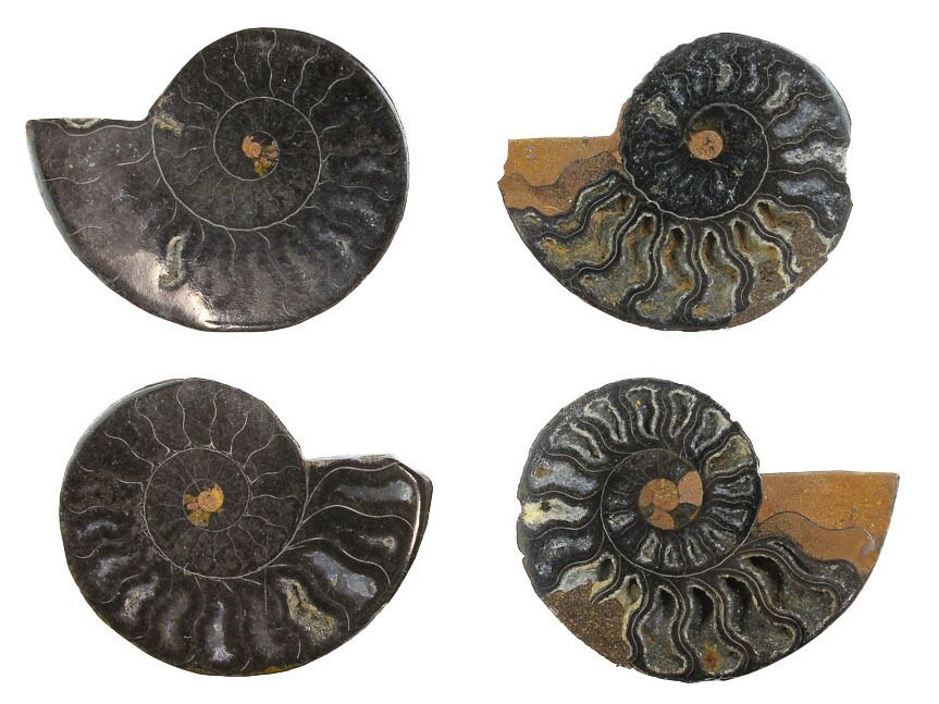 black ammonite fossil
