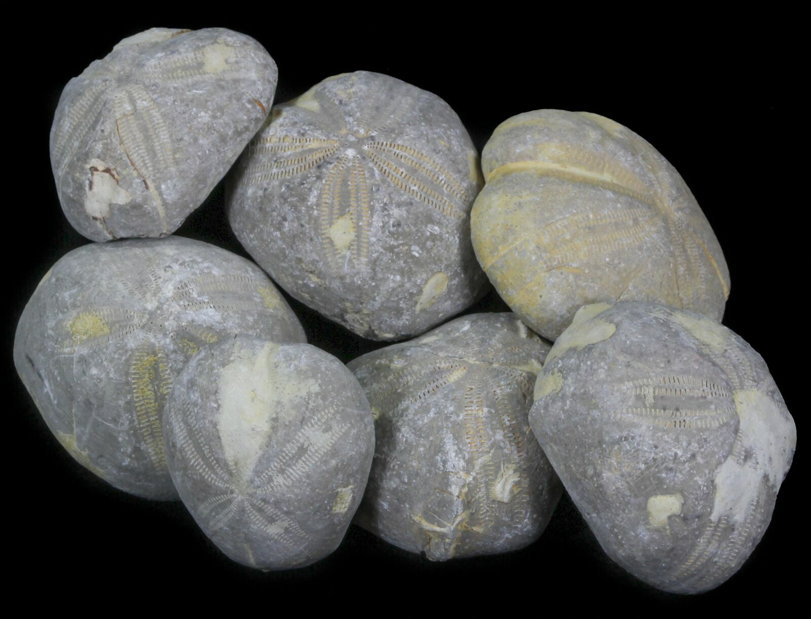 Bulk Fossil Sea Urchin (Micraster) 10 Pack For Sale