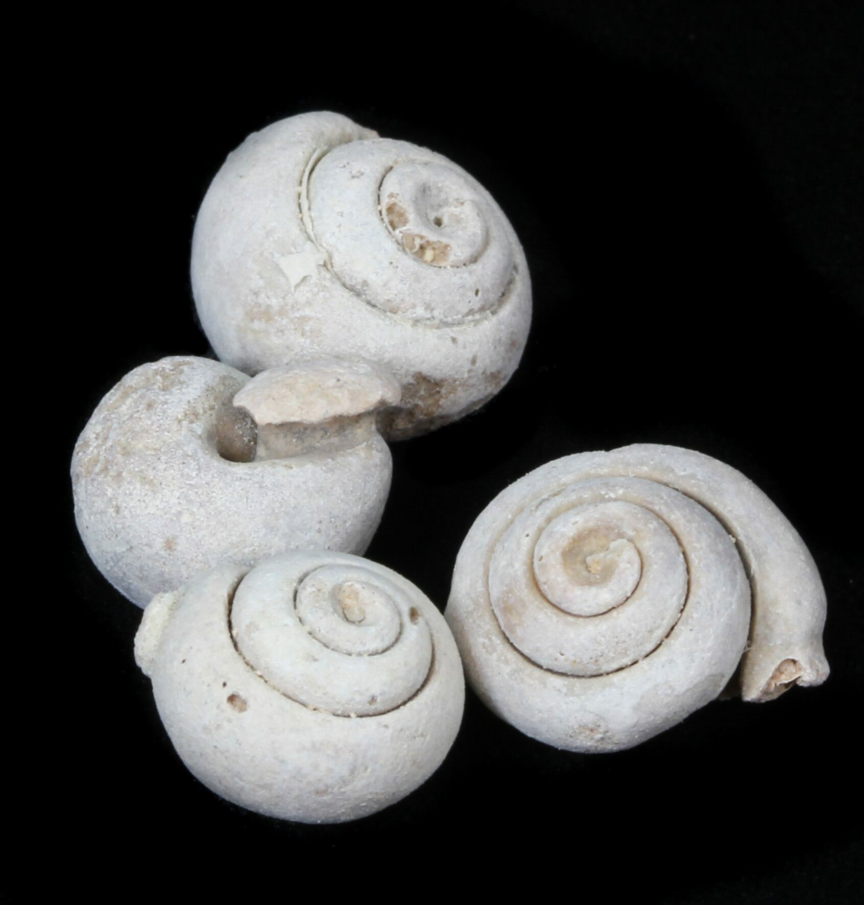 Bulk Gastropod (Sea Snail) Fossils 10 Pack For Sale