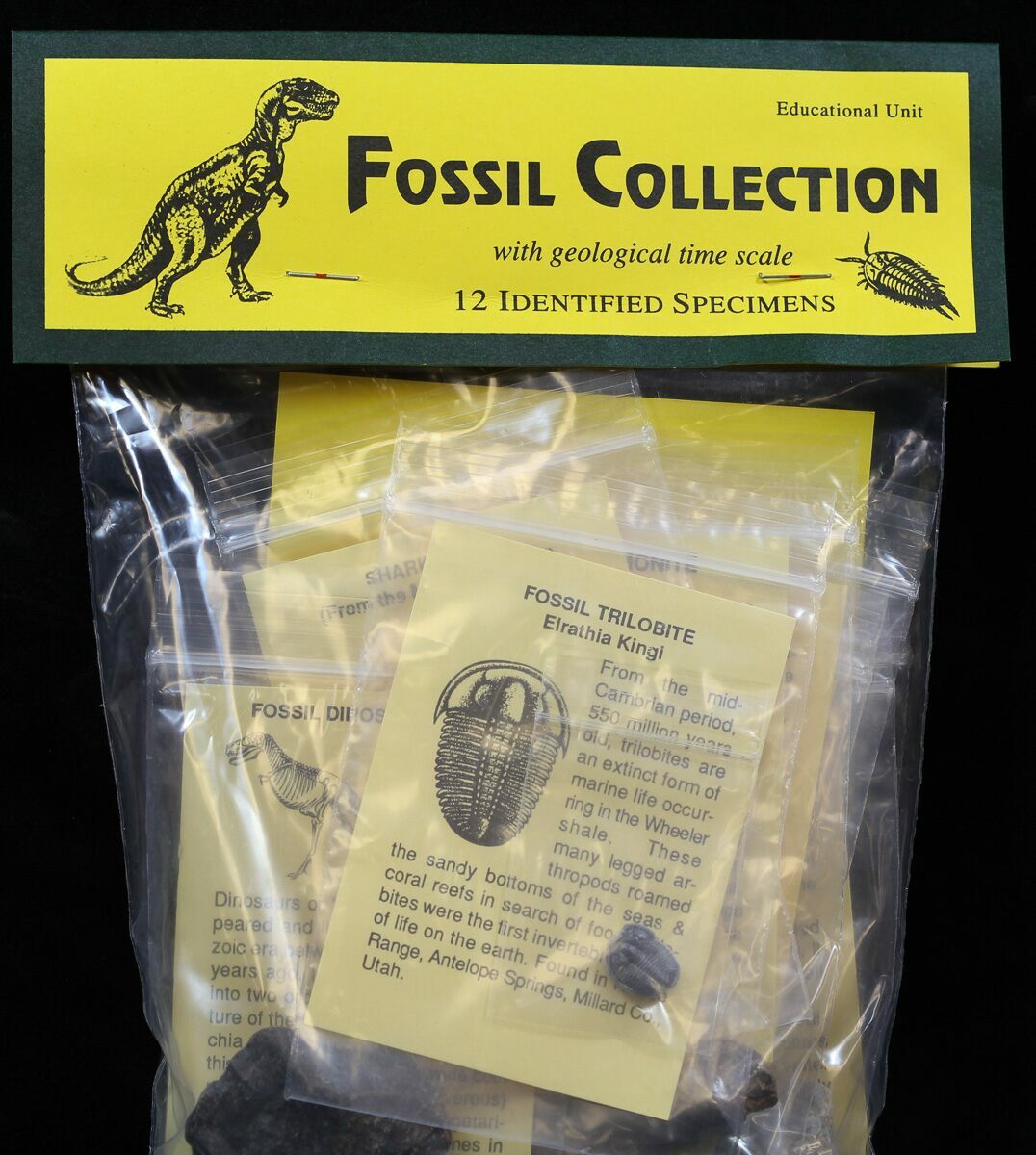 12 Specimen Fossil Collection For Sale