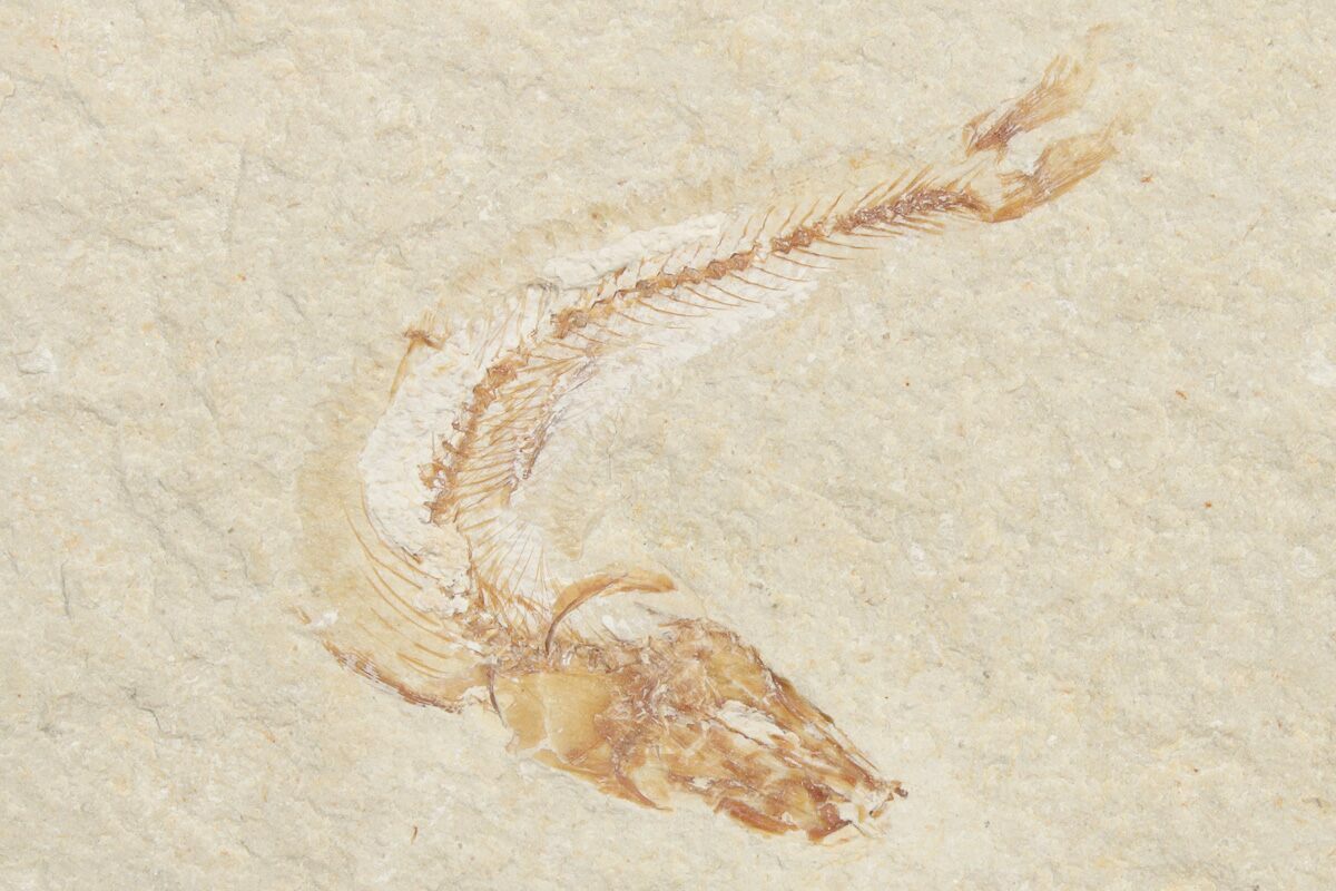 small-cretaceous-fossil-fish-