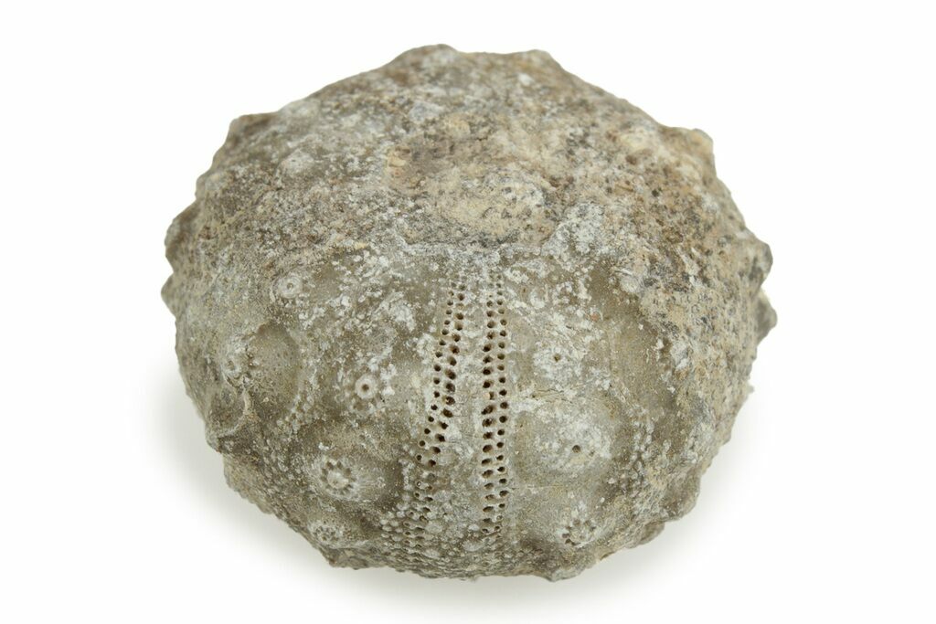 Arriba 97+ imagen fossil echinoids - Abzlocal.mx