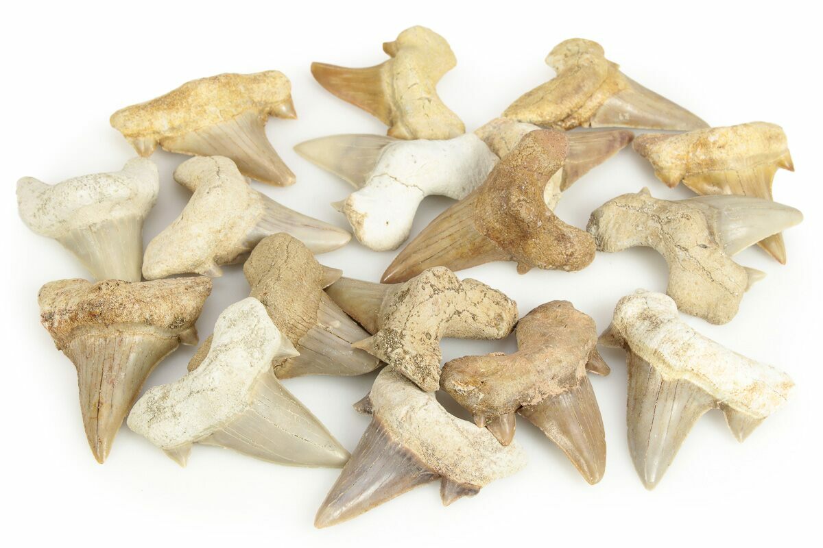 1-1-2-to-2-fossil-otodus-shark