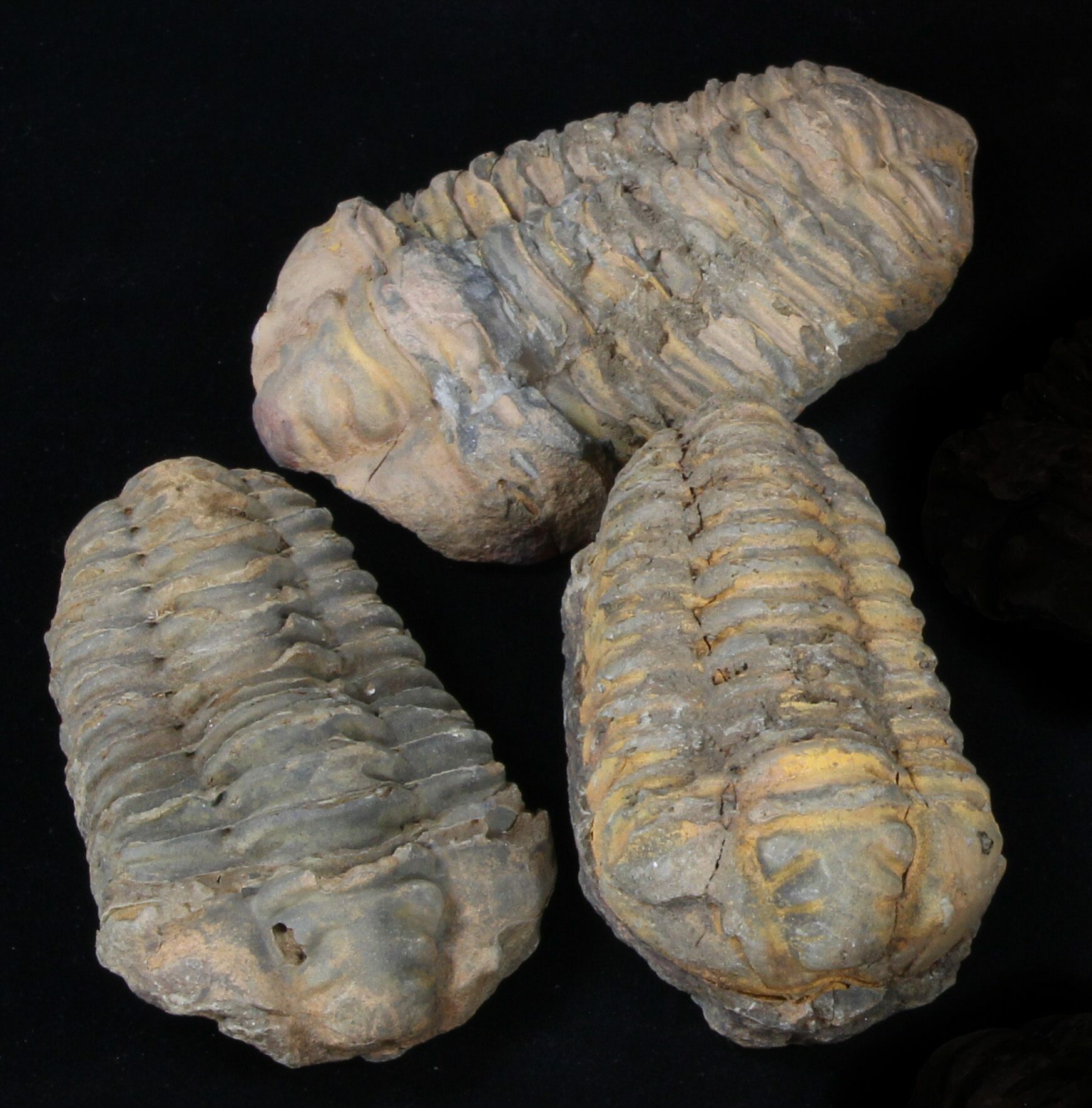 Bulk Large Calymene Trilobite Fossils 10 Pack For Sale
