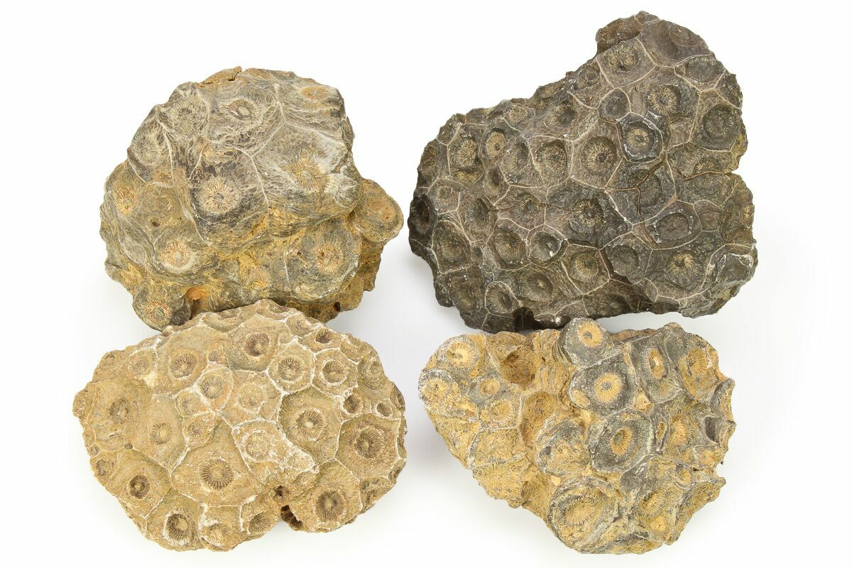 Rough Fossil Coral (Actinocyathus) From Morocco - 3