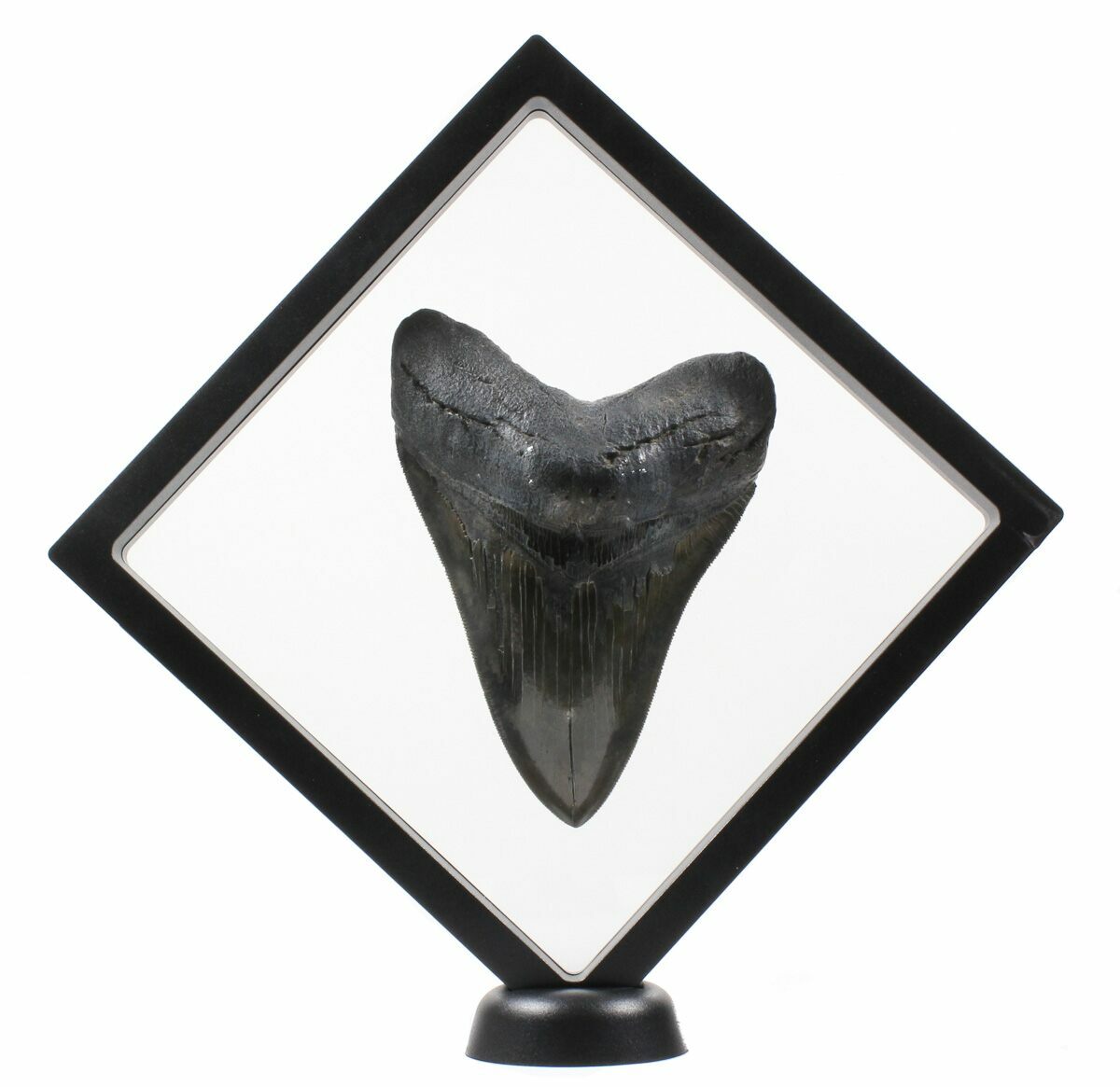 Extra Large Floating Frame Display Case 7.1" For Sale