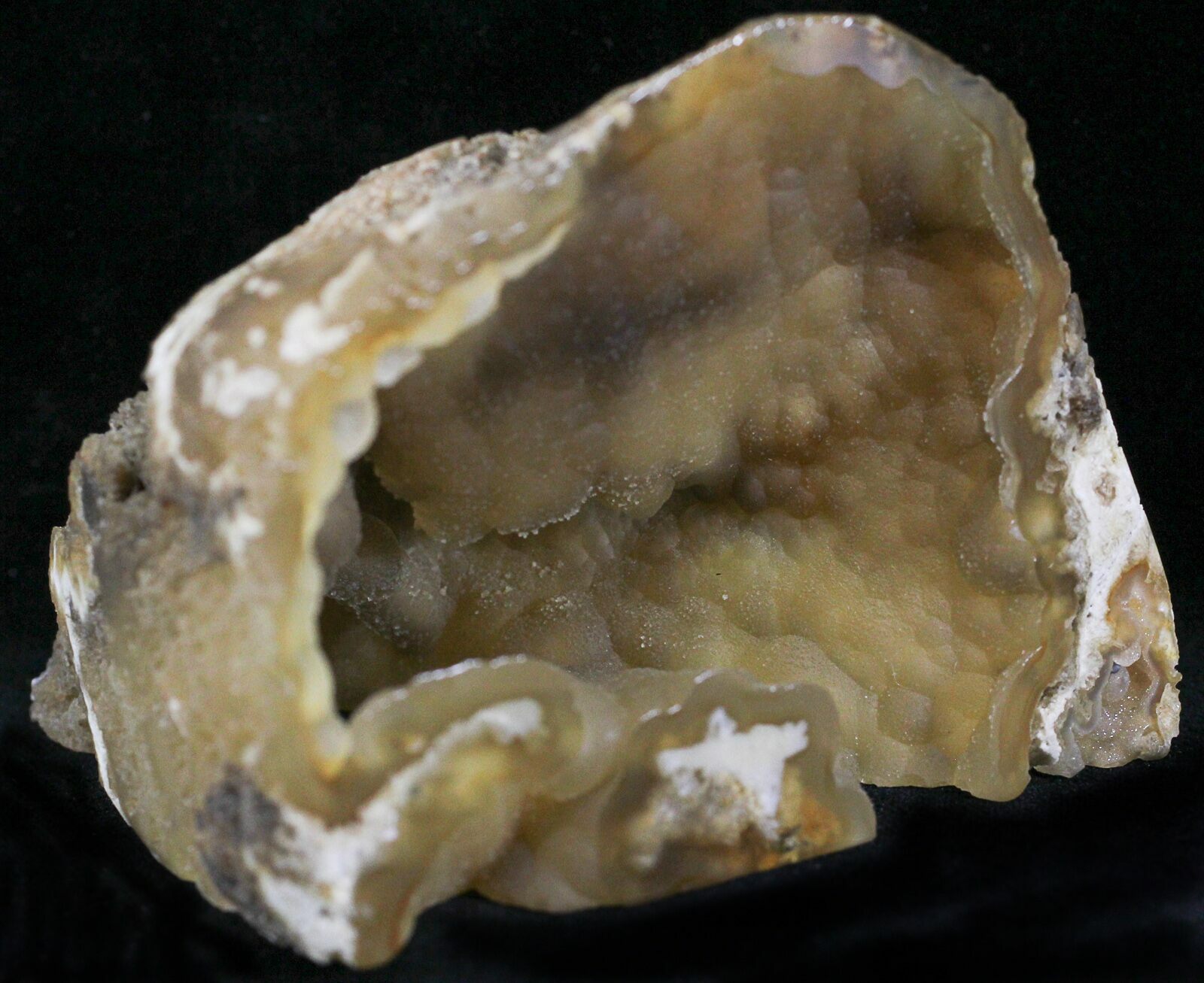 3.23" Agatized Fossil Coral Geode Florida For Sale (22414