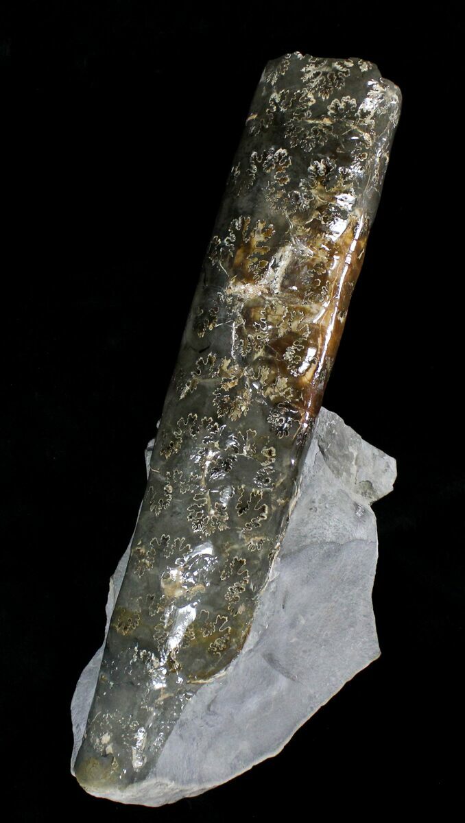 11.3" FreeStanding Fossil Baculite Pierre Shale For Sale (22795