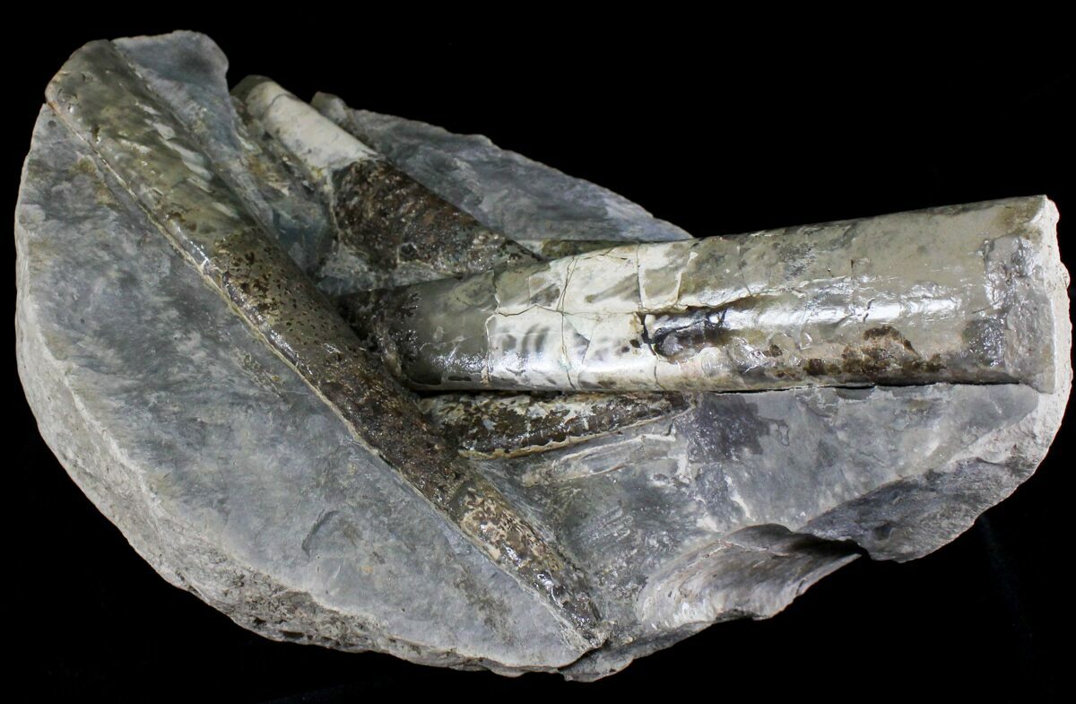 Five Baculites Fossils In Large Concretion South Dakota For Sale