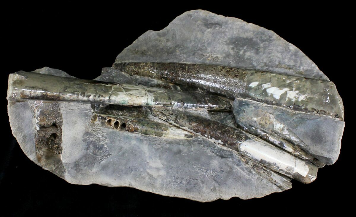 Five Baculites Fossils In Large Concretion South Dakota For Sale