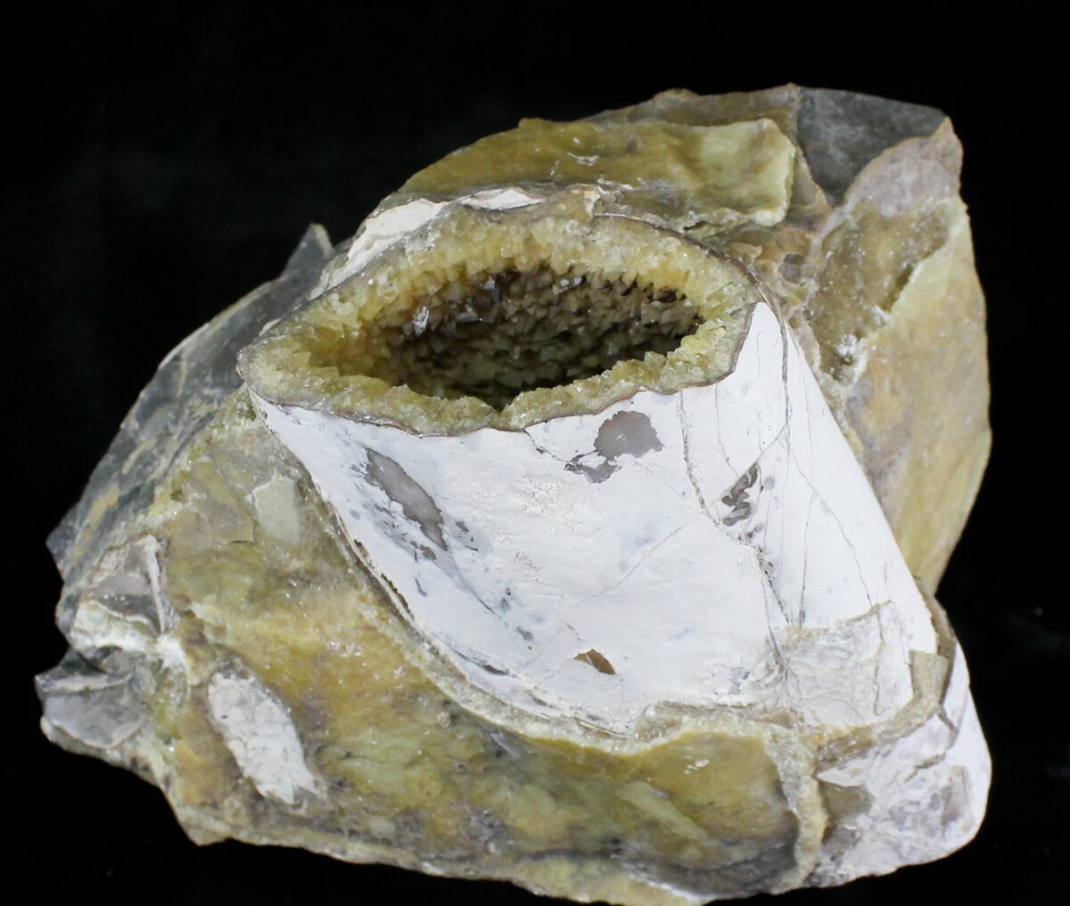 Large Crystal Filled Baculites Fossil South Dakota For Sale (22799