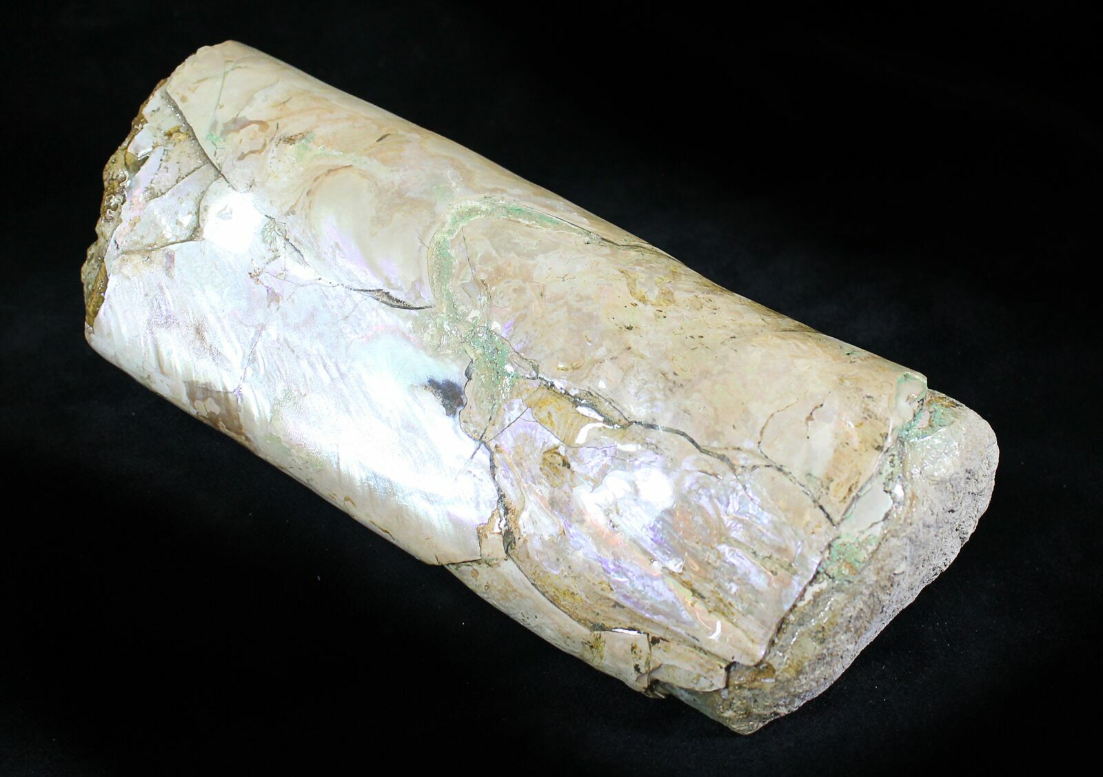 White Iridescent, 5.8" Baculites Section South Dakota For Sale