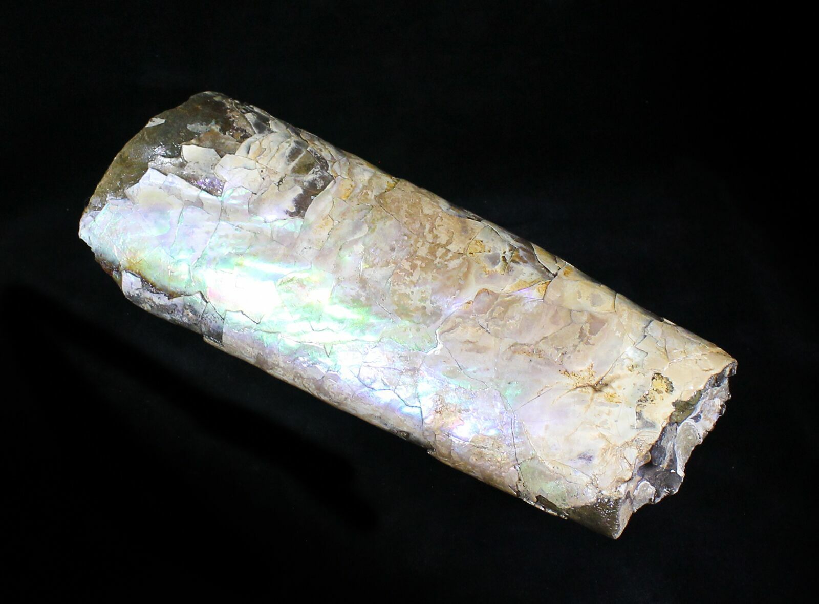 7.6" Baculites Section (Purple/Green Iridescence) South Dakota For
