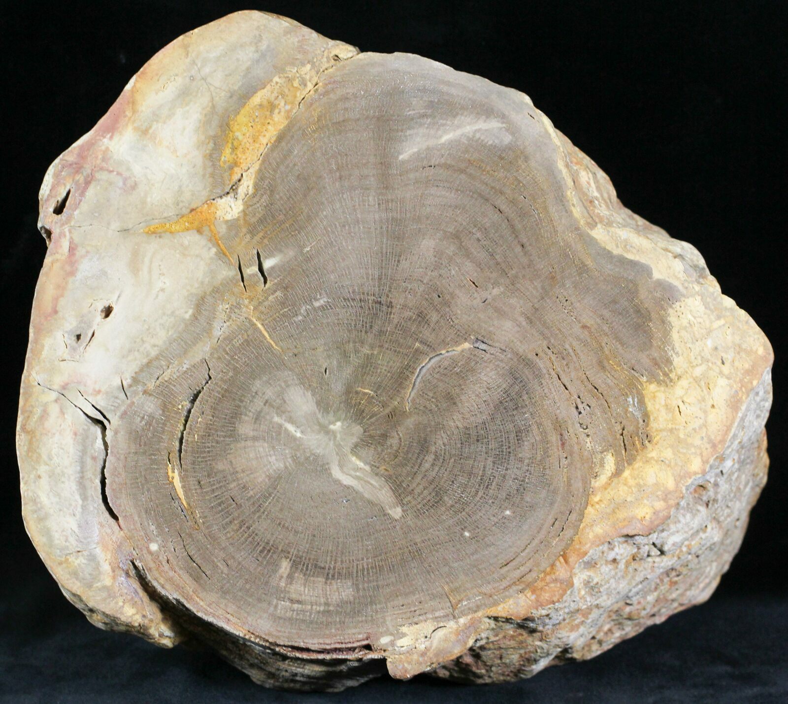 7.5" Petrified Wood EndCut Stirling Range, Australia For Sale