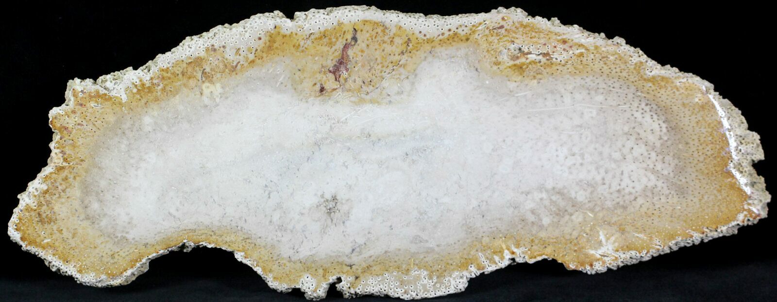 15.3" Petrified Palm Wood (Palmoxylon) Slab Texas For Sale (22978)