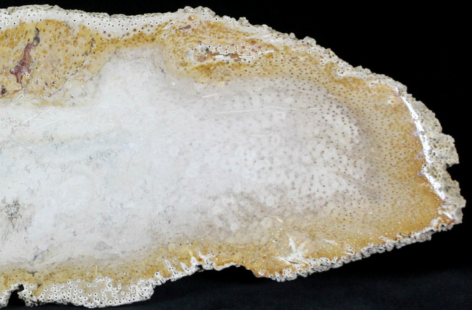 15.3" Petrified Palm Wood (Palmoxylon) Slab Texas For Sale (22978)