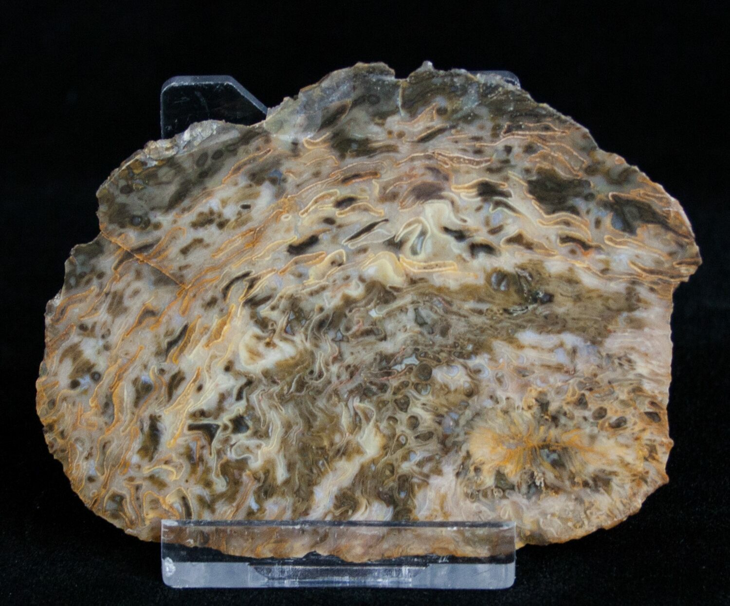 Rare Osmunda Petrified Wood Slice - Australia For Sale (#3399